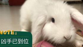 娱乐圈吃瓜兔子是谁啊,娱乐圈神秘“吃瓜兔子”身份揭秘