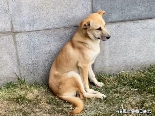娱乐吃瓜酱流浪狗,流浪狗的温情故事